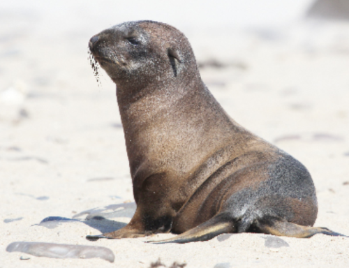 seal.png